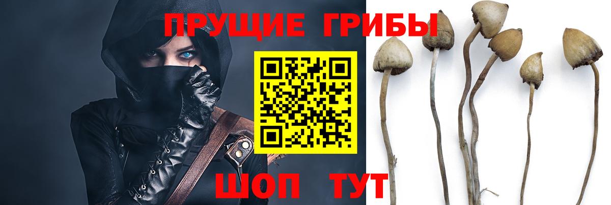 Галлюциногенные грибы Magic Shrooms  Псилоцибиновые грибы Psilocybine cubensis  Ачинск  Вход с VPN 